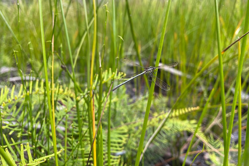 Close up of large dragonfly in amongst long green reeds