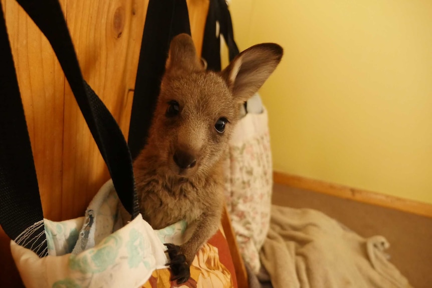 A small joey looks at the camera while sitting in a bag that is hanging on a hook.