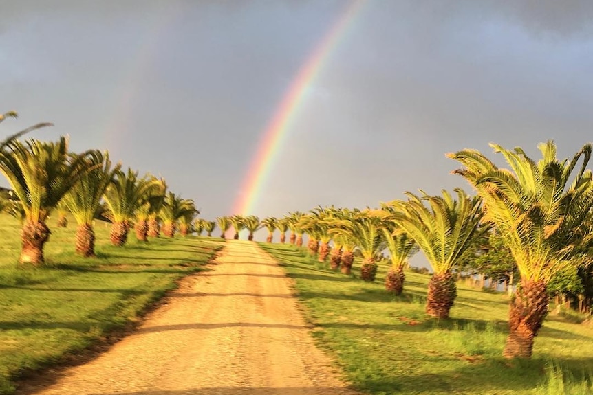 Palm trees line a dirt road with a rainbow on the horizon