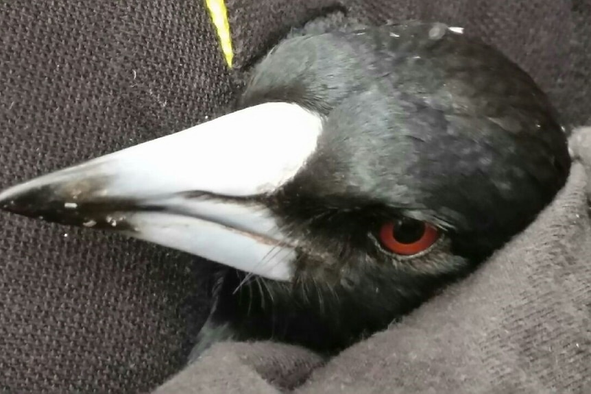 Close up image of rescued magpie in a blanket