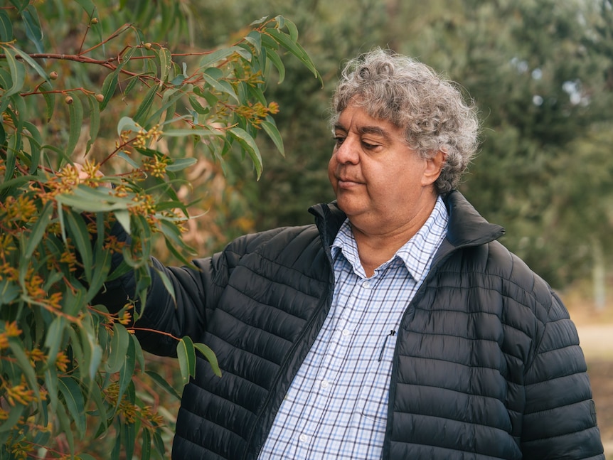 Richard Walley touches and looks at an acacia tree