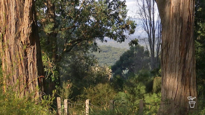 Australian bush with valley view between large eucalypt