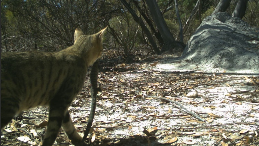 A striped cat in bushland, carrying a lizard in its mouth.