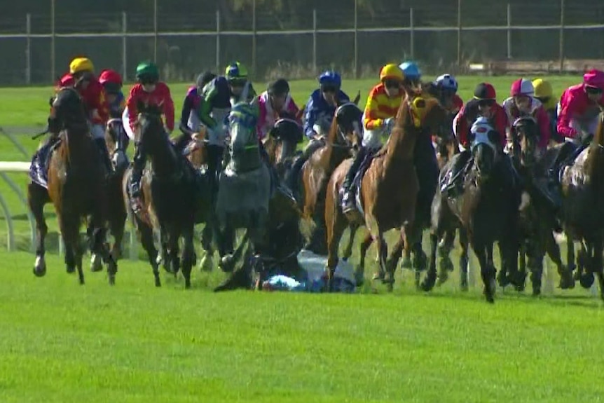 horses racing on a green field. You can see two horses are tangled and falling.