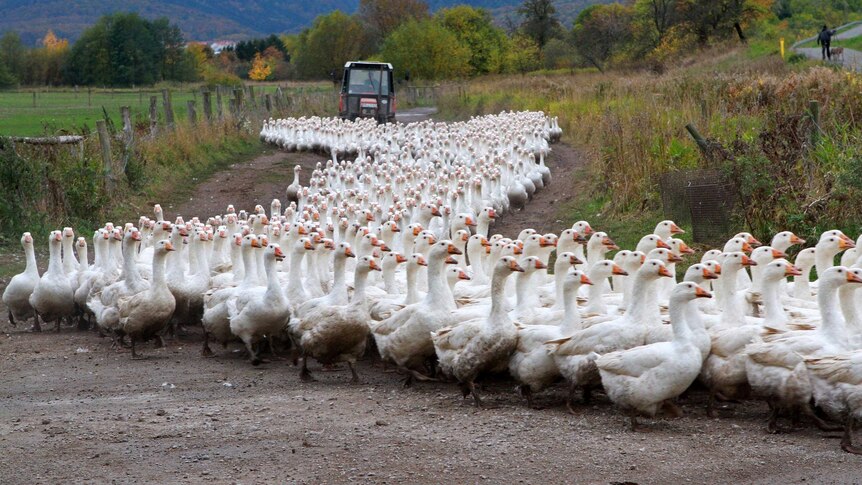 Geese at a poultry farm are driven to their barn.