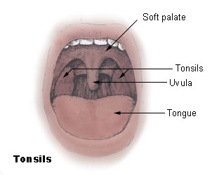 A diagram of a mouth and throat, showing tongue, uvula, tonsils and soft palate.