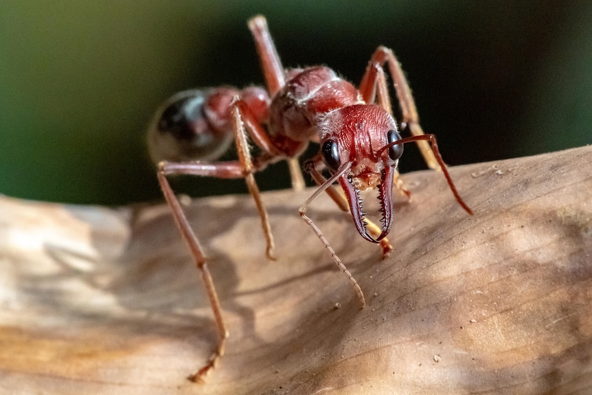A large bull ant