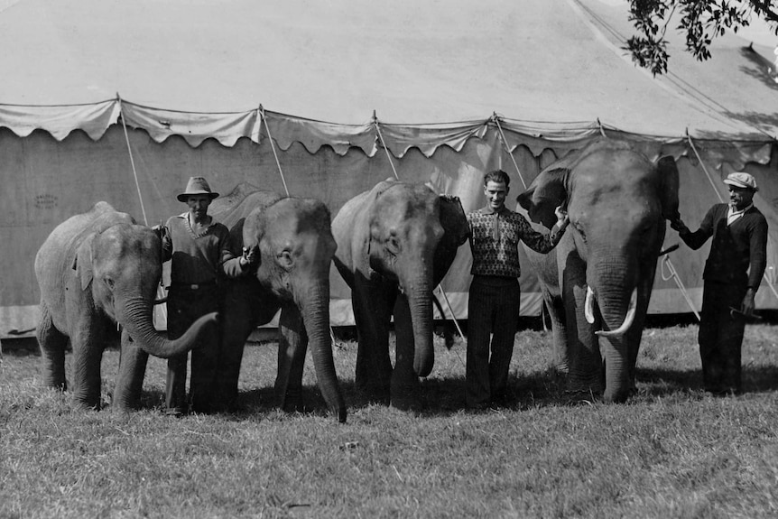 An old black and white photograph of four elephants and three male trainers standing outside a circus tent.