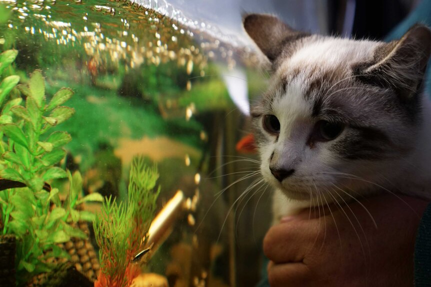 a white cat looking at a fish tank