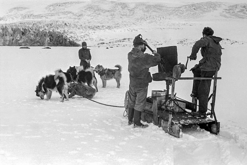 Three people work in the snow while dogs stand around.