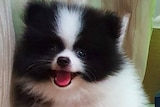 A Pomeranian puppy.