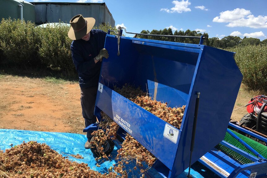 farmer tipping the contents of a blue bin onto a tarpulin