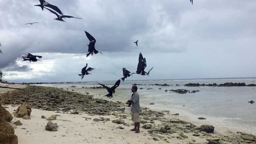 Adonis Gioura demonstrates the practice of frigatebird catching on Nauru.