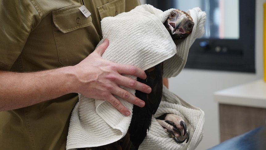 A man is holding a wedge-tailed eagle that is wrapped in a towel and is looking straight at the camera.