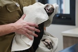 A man is holding a wedge-tailed eagle that is wrapped in a towel and is looking straight at the camera.