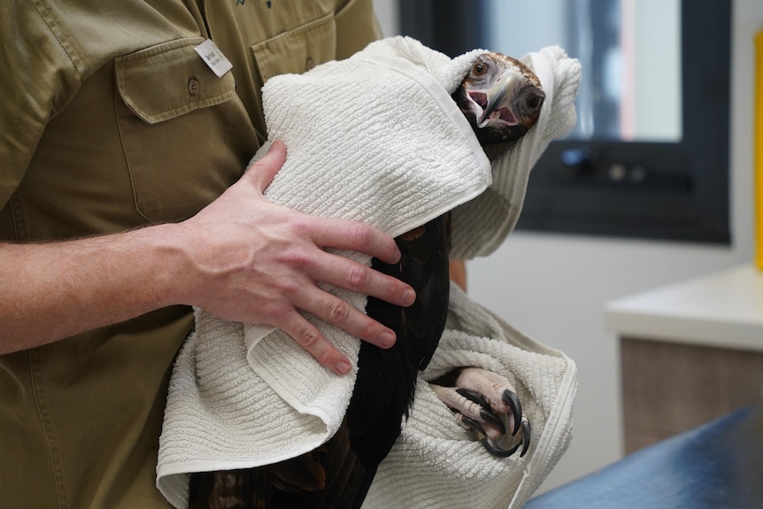 A man is holding a wedge-tailed eagle that is wrapped in a towel and is looking straight at the camera.