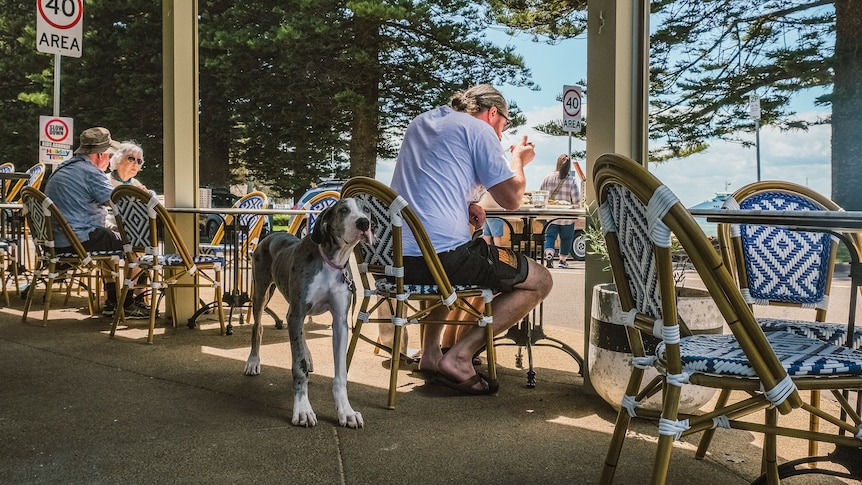 An outside cafe setting, with people eating and a dog at a nearby table.