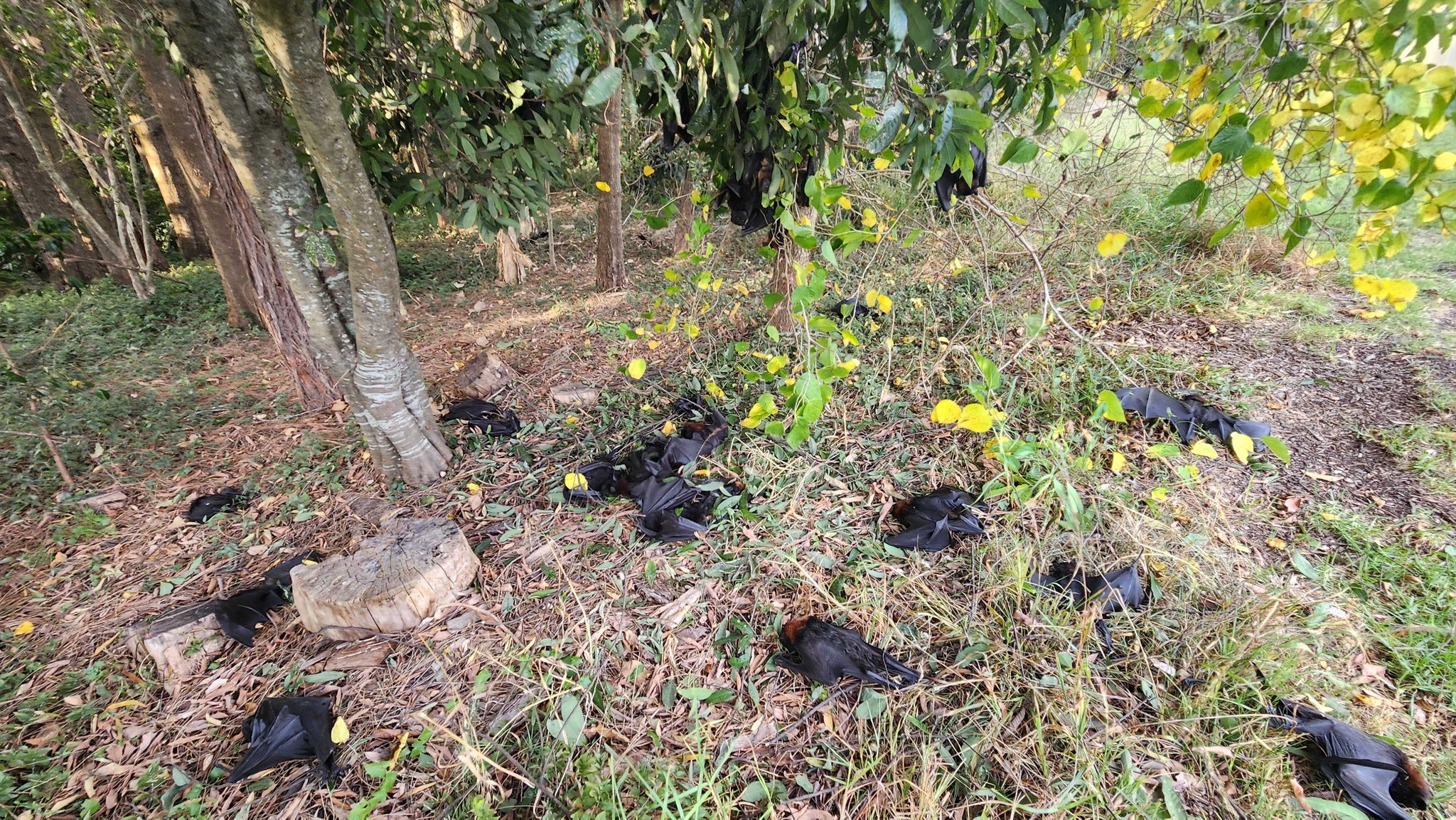 Árbol con zorros voladores muertos colgando del árbol y en el suelo