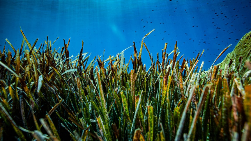 Seagrass seen in shallow water