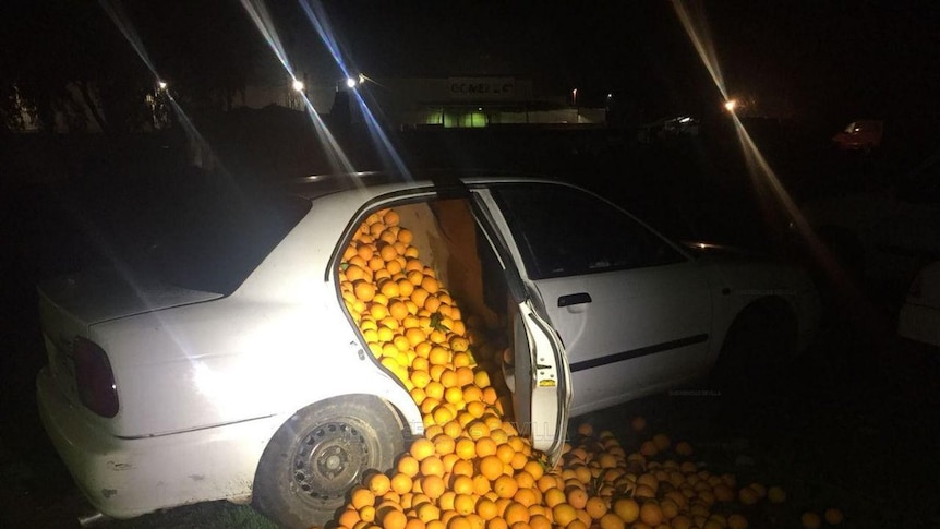 Thousands of oranges spill out the door of a white car
