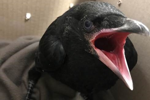 A baby crow sitting in a cardboard box with its beak open.