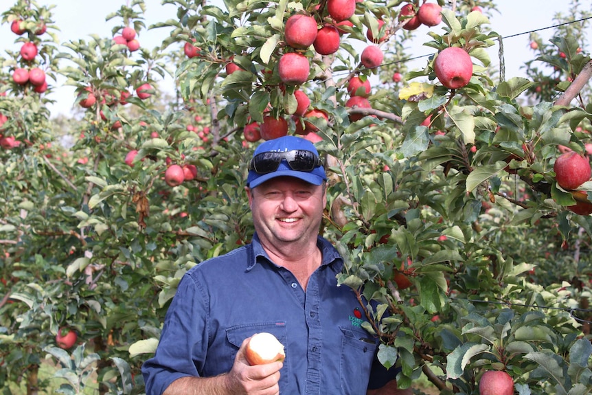A farmer stands next to his pink lady apple trees wearing blue and sunglasses holding an apple.