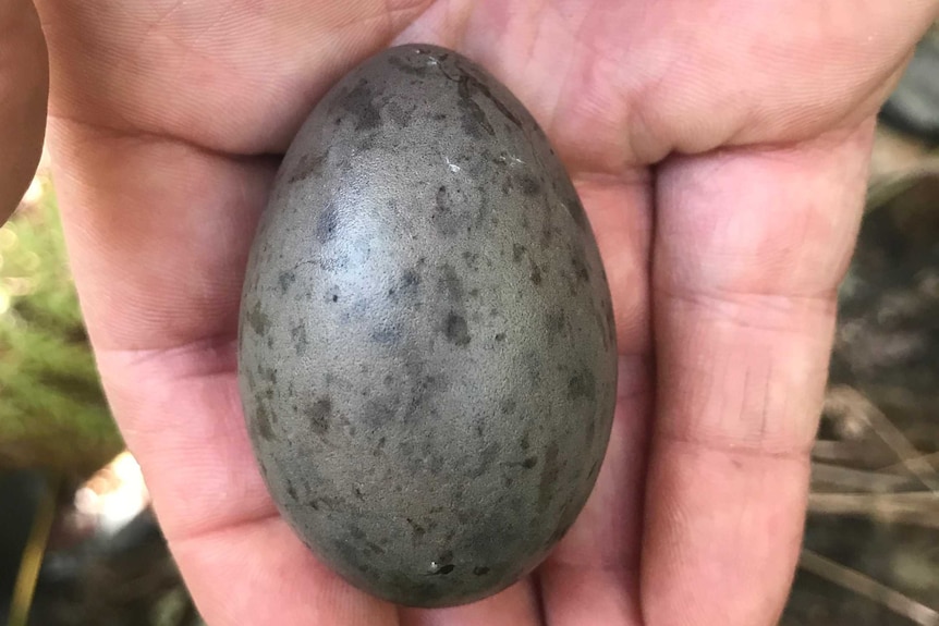 A Lyrebird Egg