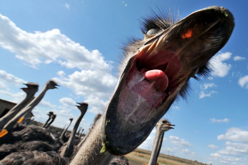 An ostrich opens its mouth in an attempt to nip at a camera