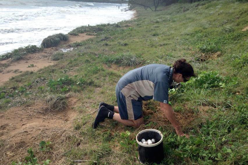 Rangers relocate turtle nests ahead of Tropical Cyclone Marcia