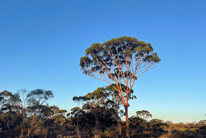 A salmon gum in the Great Western Woodlands