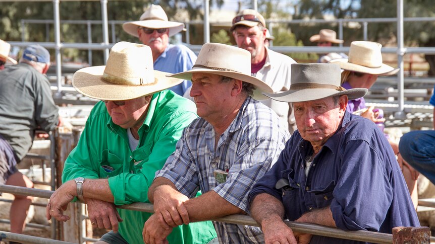 Prospective buyers and sellers lean on a fence at the Warwick saleyards in June 2019.