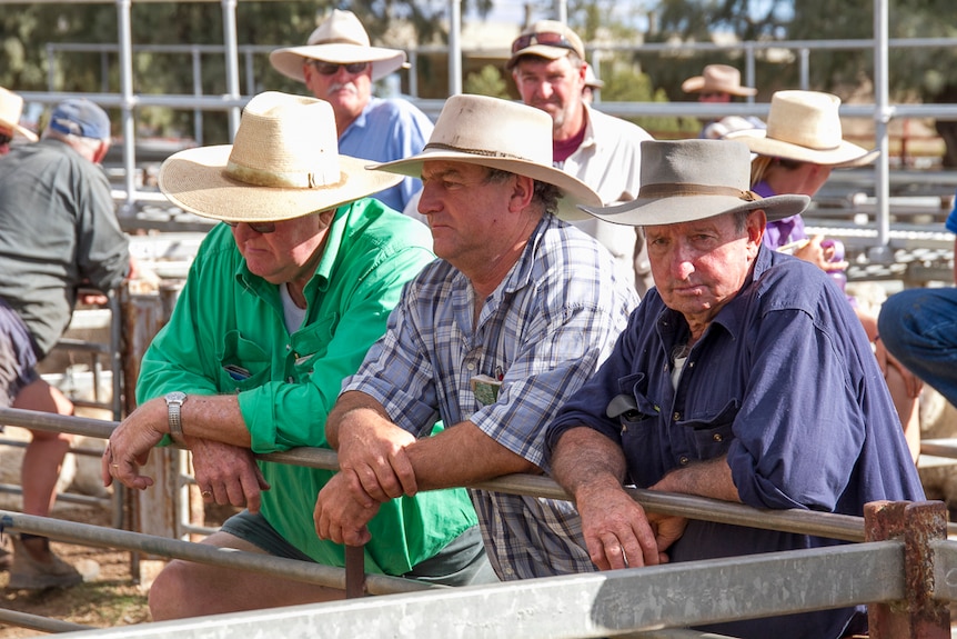 Prospective buyers and sellers lean on a fence at the Warwick saleyards in June 2019.