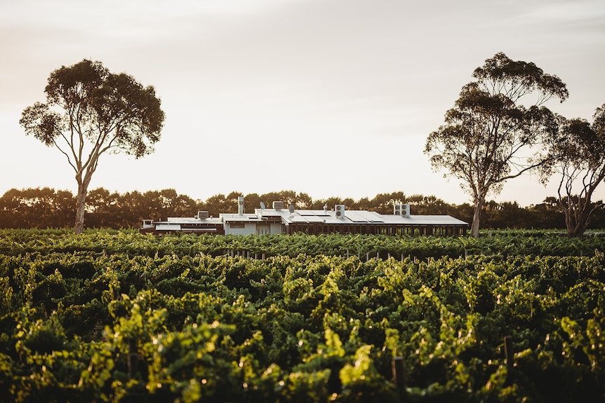 A vineyard at sunset with rows of vines with two large trees and a silver cellar door building in the distance