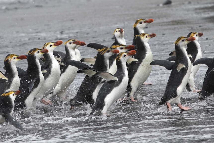 Royal penguins move to an east coast beach on Macquarie Island