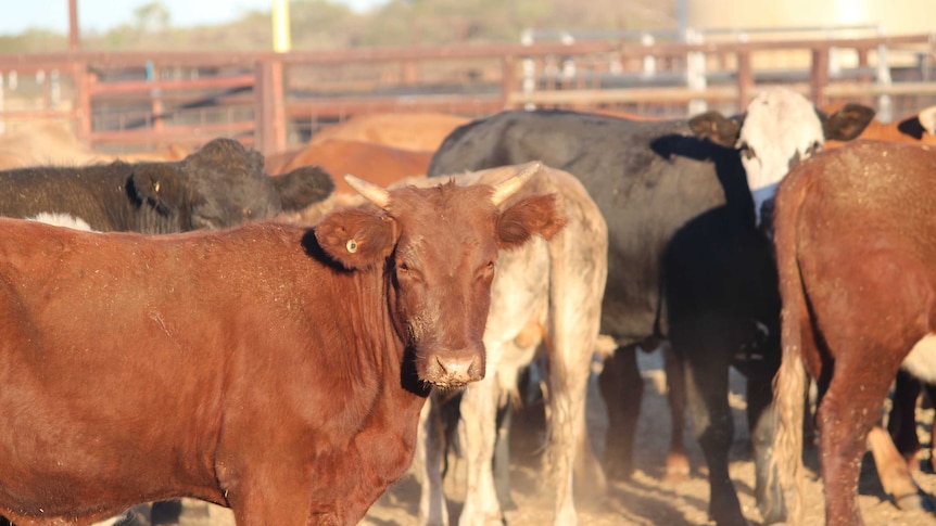 Cattle prices set to rise