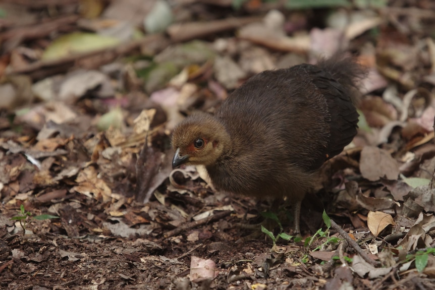 A small brown baby bird with fluffy feathers walking on leaf litter close-up
