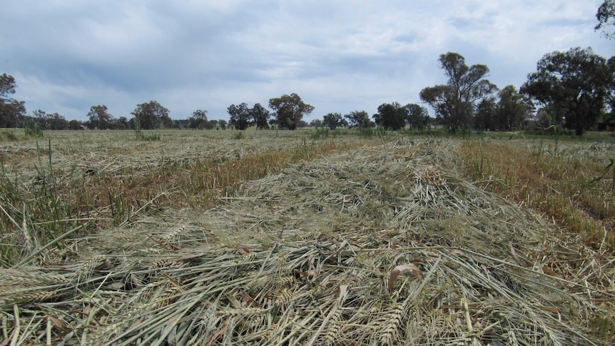 Wheat crops baled up early in southern NSW