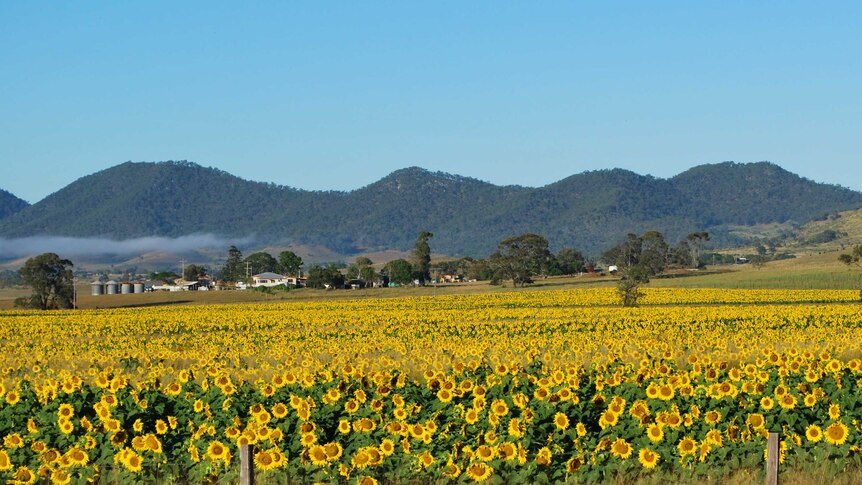 A field of bright yellow sunflowers at Coalstoun Lakes.