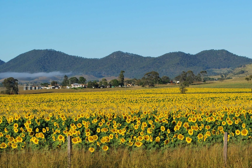 A field of bright yellow sunflowers at Coalstoun Lakes.