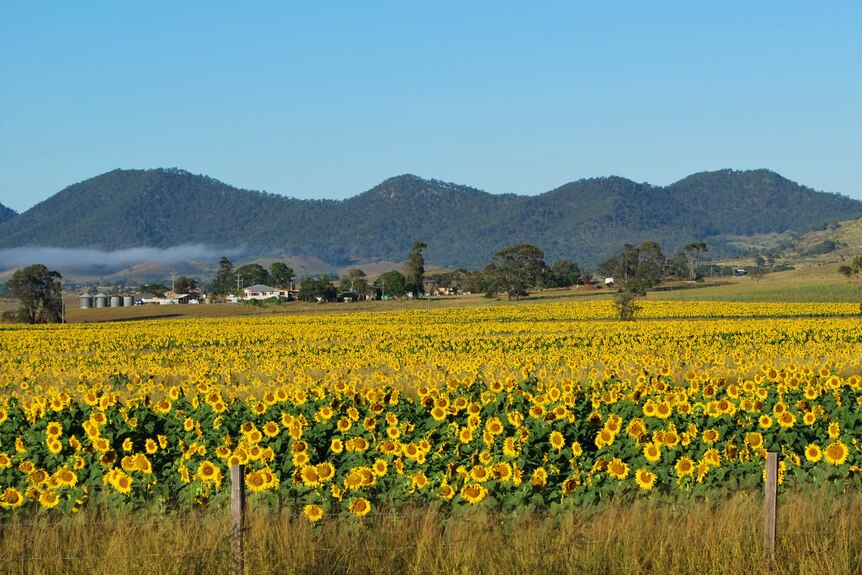 A field of bright yellow sunflowers at Coalstoun Lakes.