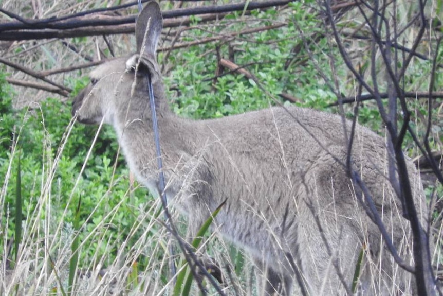 Kangaroo with an arrow in its head side on
