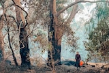 A woman walks through a burnt out forest.