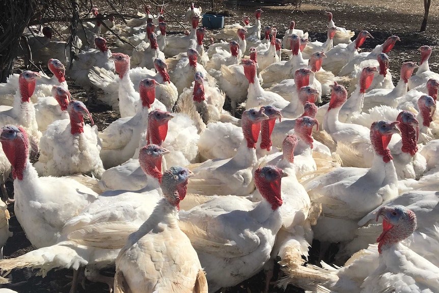 Turkeys a Pooginagoric farm in South Australia try to beat the heat in the shade.