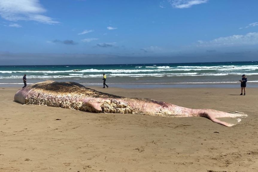 A large pink white and black whale carcass washed up on the sand at a surf beach. Three people walk past.