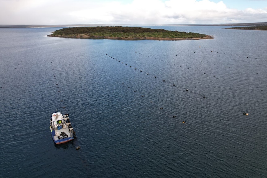 Aerial shot of boat next to island with mussel ropes extending out in the water.