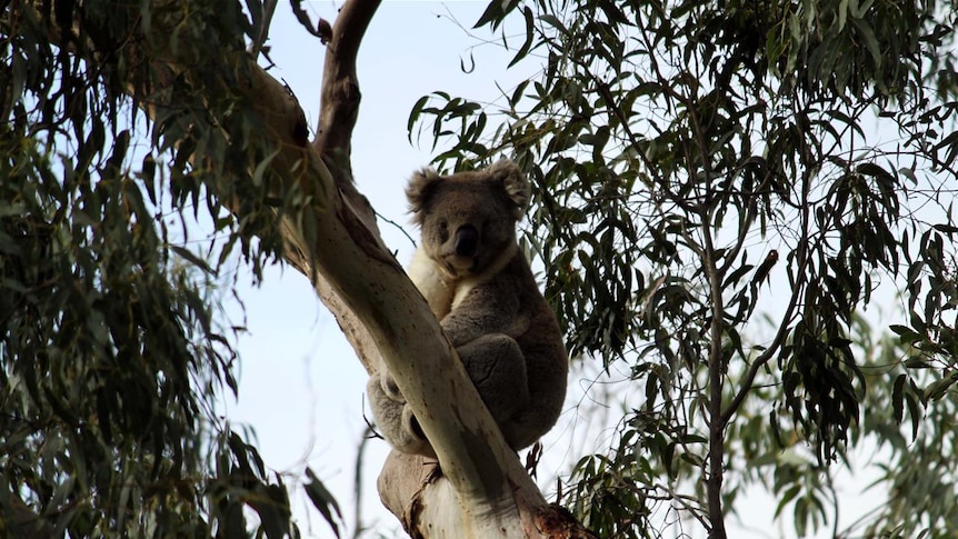 Koala on Mount Warrenheip