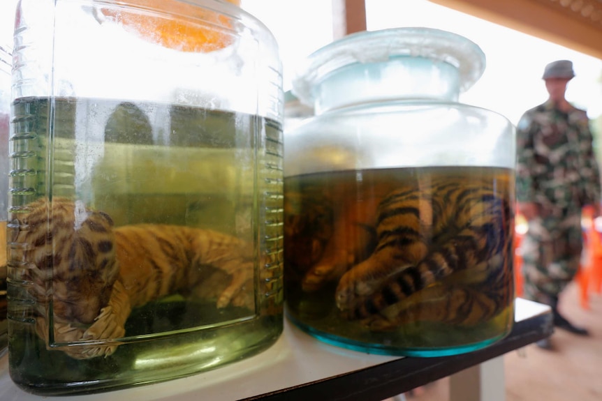 Tiger cub carcasses are seen in jars containing liquid