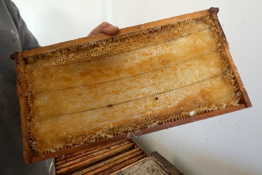 A hand holds a tray with honey spun out of it.