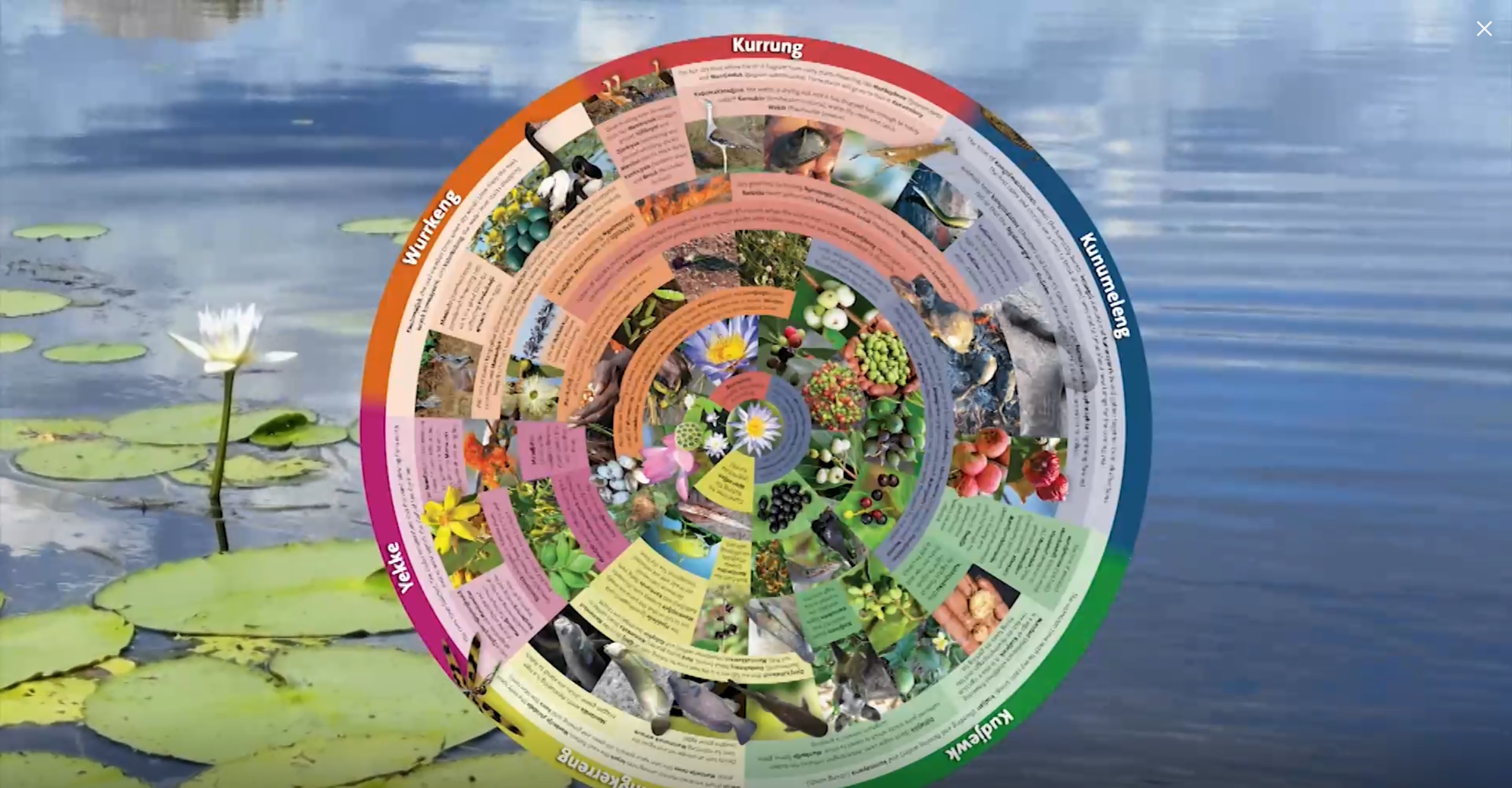 A colourful chart depicting a range of different Indigenous Australian seasons