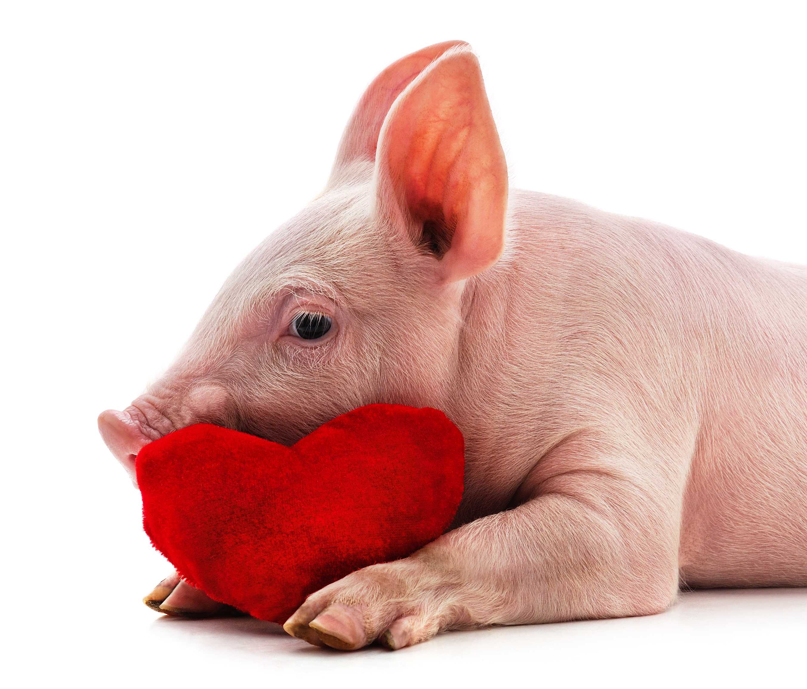 World-first pig to human heart transplant. What happened?